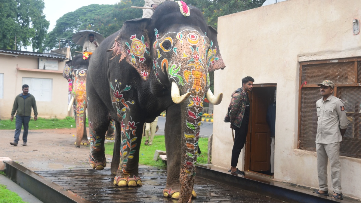 MYSURU DASARA ELEPHANTS WEIGHT CHECK