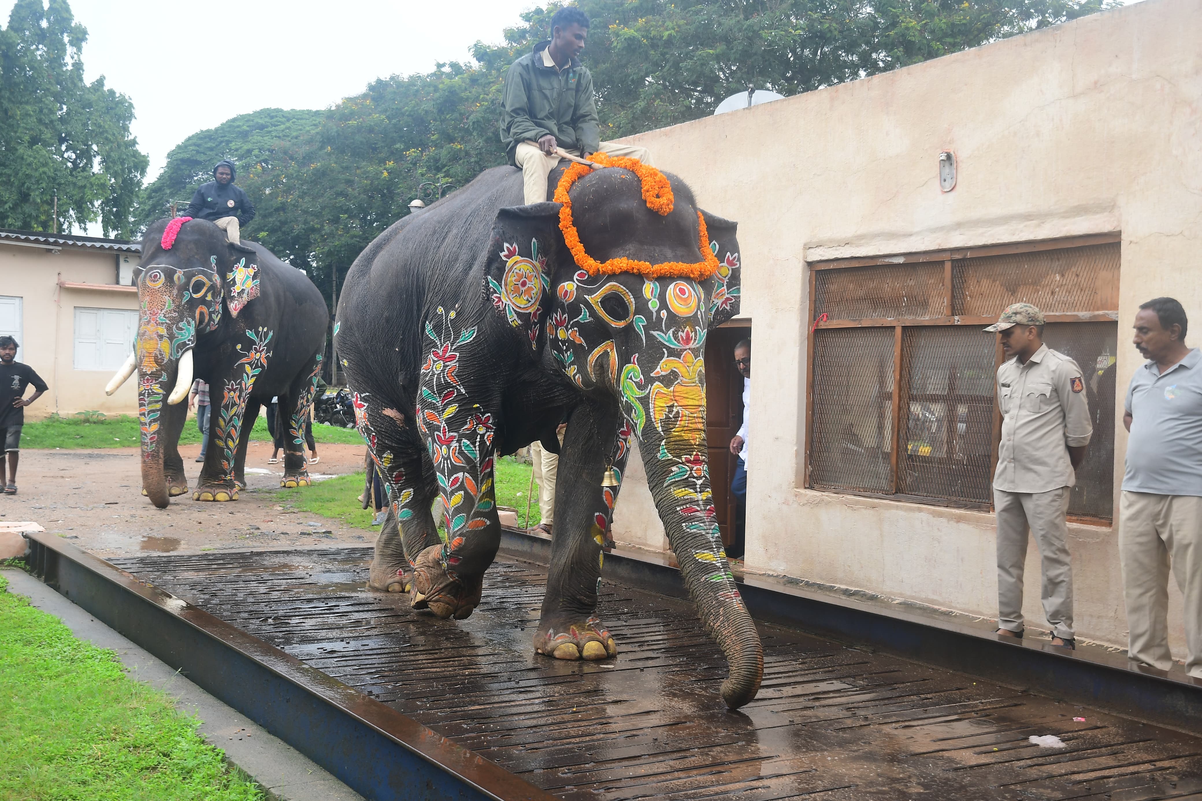 MYSURU DASARA ELEPHANTS WEIGHT CHECK