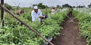 Tomato farmers in crisis