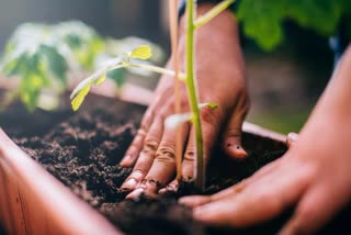A GARDEN NAME OF MOTHER PROJECT