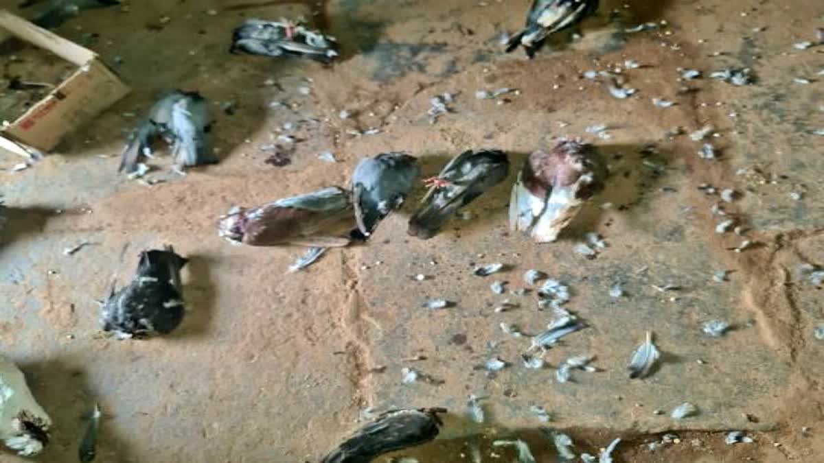 23 pigeons killed