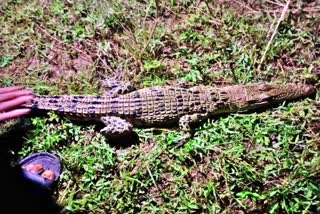 Crocodile rescued Instead Of Fish