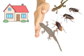 Etv BharatBest Tips to Get Rid of Cockroaches and Lizards