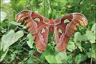 Huge Atlast moth sighted in Karnataka's Karwar