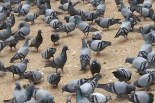 miscreants-killed-pigeons-by-slitting-their-throats-in-hubli