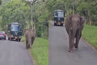 an-elephant-tried-to-attack-a-safari-vehicle-in-mysore