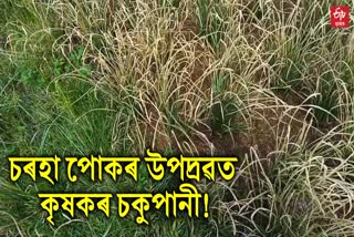 insects attack paddy cultivation at teok