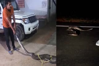 Python entered house in Marwahi