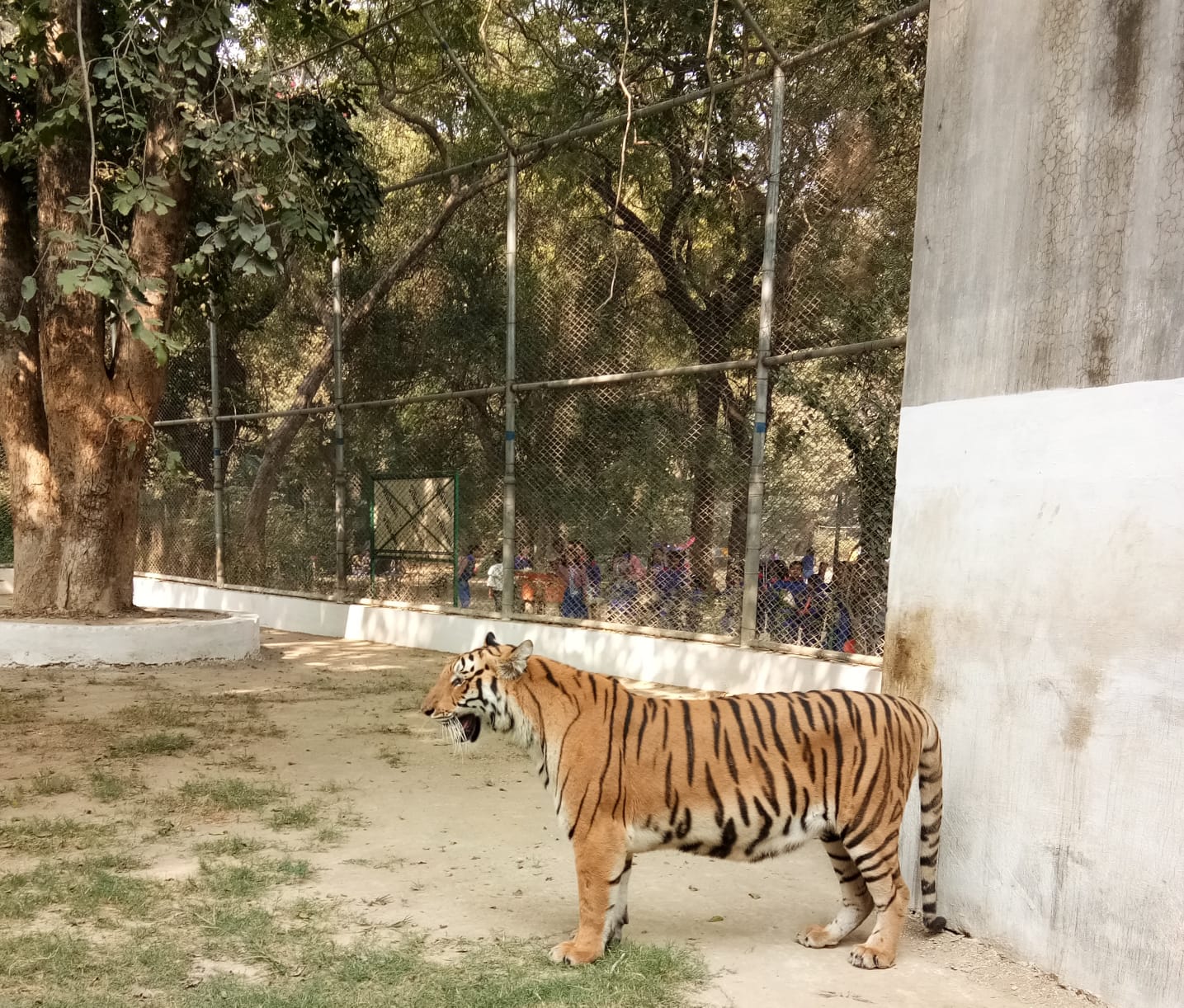 बाघिन त्रुशा की फाइल फोटो.