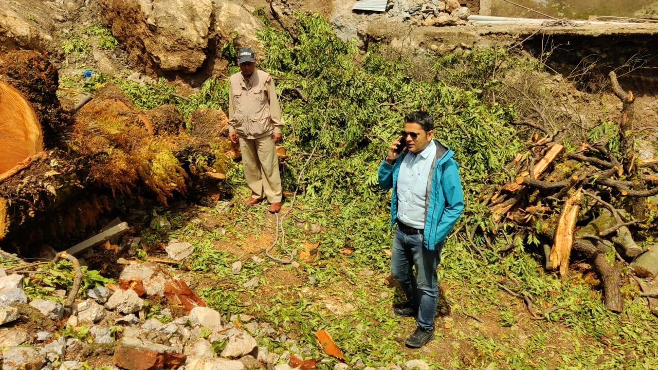 Mussoorie Tree Cutting