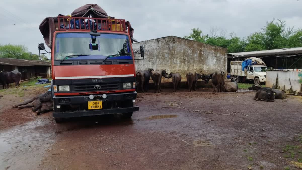 Cattle smuggling in Bhilai