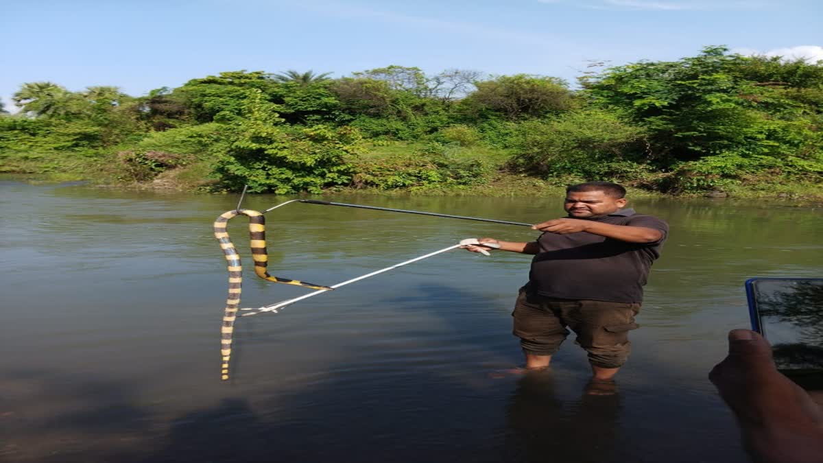 pagla-river-poisonous-snake-rescued-forest-depertment-pakur