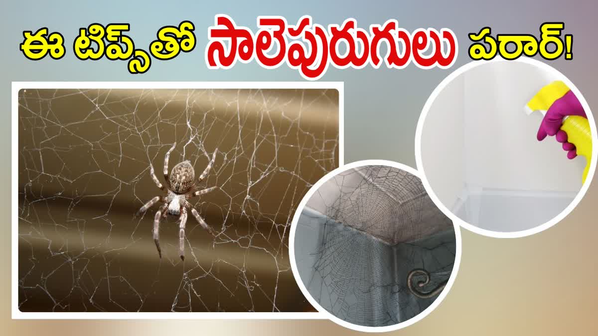 How to Eliminate Spiders Naturally