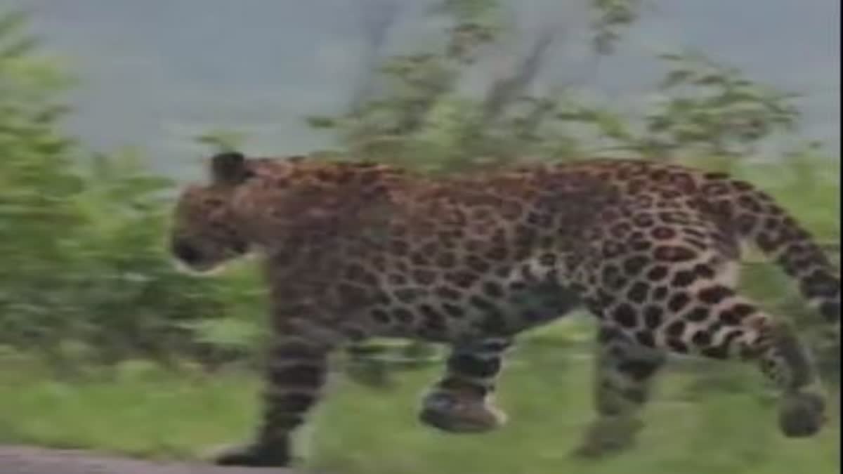 Leopard seen in Haridwar