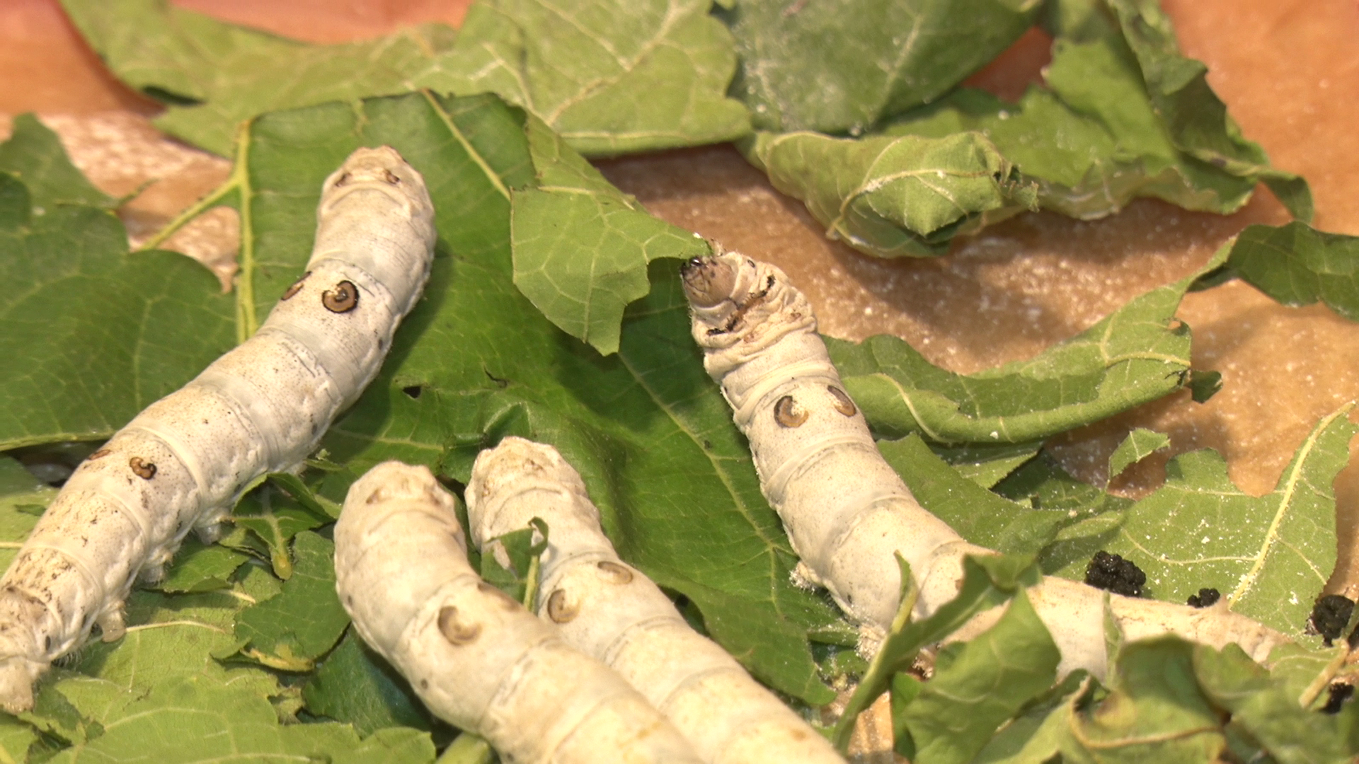 Silk Farming in Uttarakhand