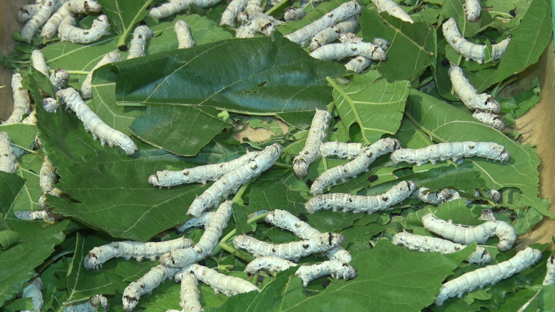 Silk Farming in Uttarakhand