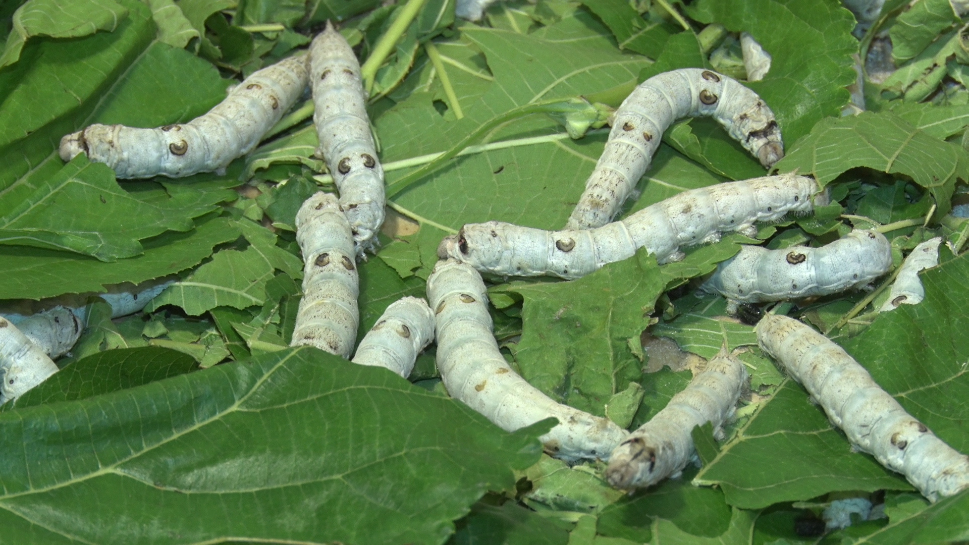 Silk Farming in Uttarakhand