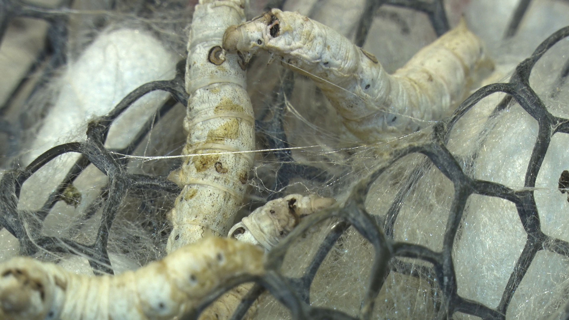 Silk Farming in Uttarakhand