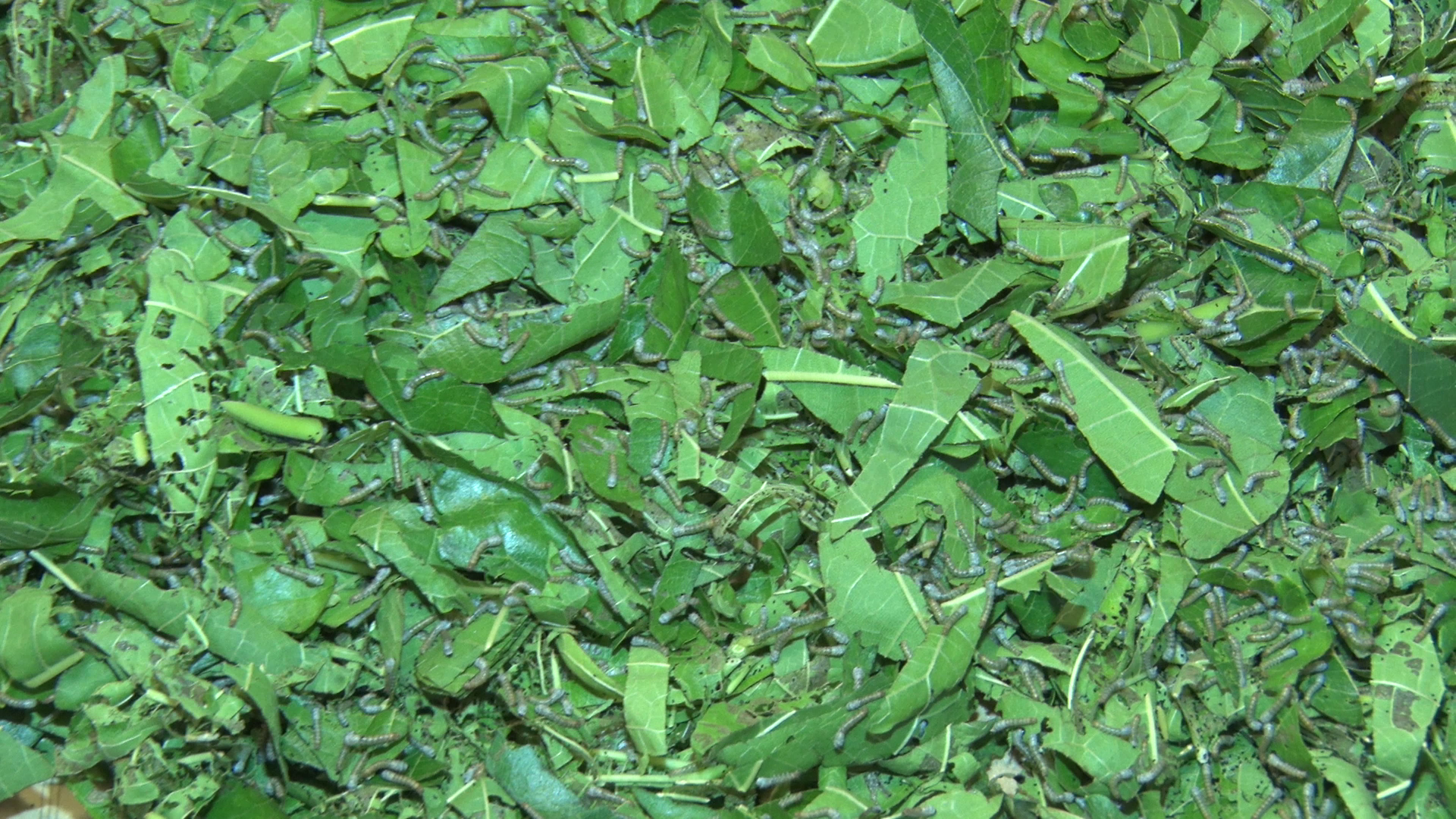 Silk Farming in Uttarakhand