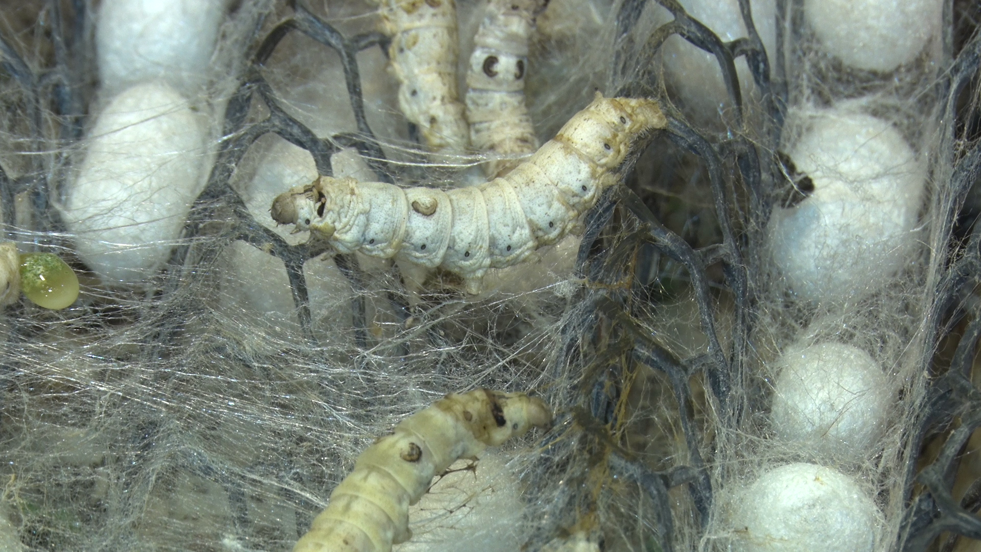 Silk Farming in Uttarakhand