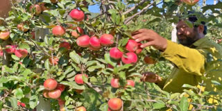 First Apple Harvest Begins In Kashmir