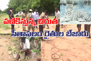 leopard_wandering_in_rajahmundry_people_fear