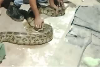 Python Snake in Kota