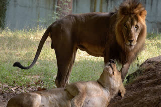 The Asiatic lion population in Gujarat is thriving, with natural dispersion into areas like Barda Wildlife Sanctuary reducing the need for translocation. The population has grown significantly, from 284 lions in 1990 to 674 in 2020, and I now spread across an expanded range, enhancing their resilience against potential threats.