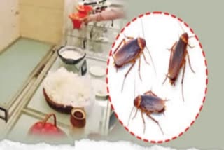 Indore Restaurant Cockroach