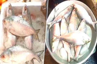 Hilsa Supply