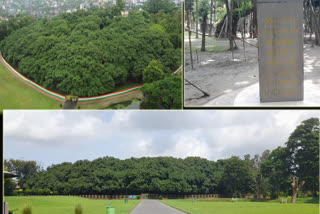 The Great Banyan Tree