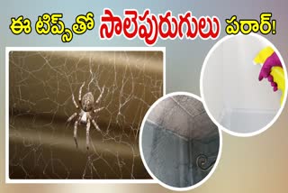 How to Eliminate Spiders Naturally