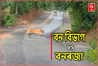 Tiger scare at Kaliabor