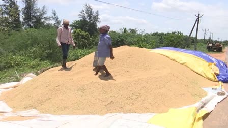 no-rate-to-paddy-in-nellore