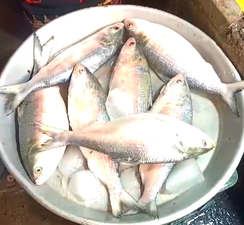 Hilsa Supply