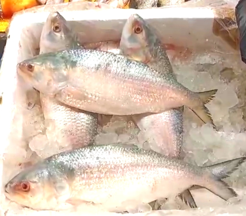 Hilsa Supply