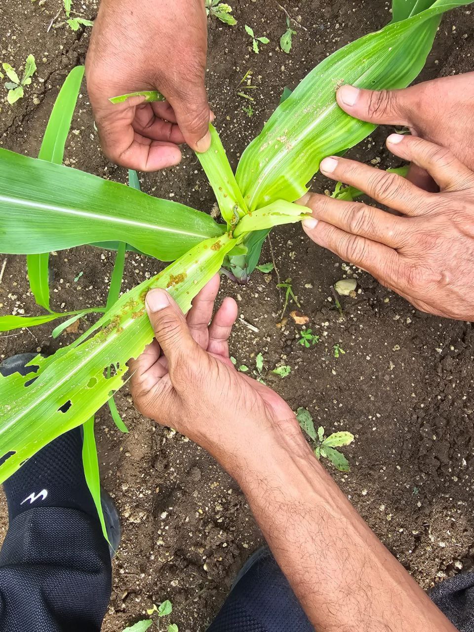 SHAHDOL FALL ARMYWORM ATTACK