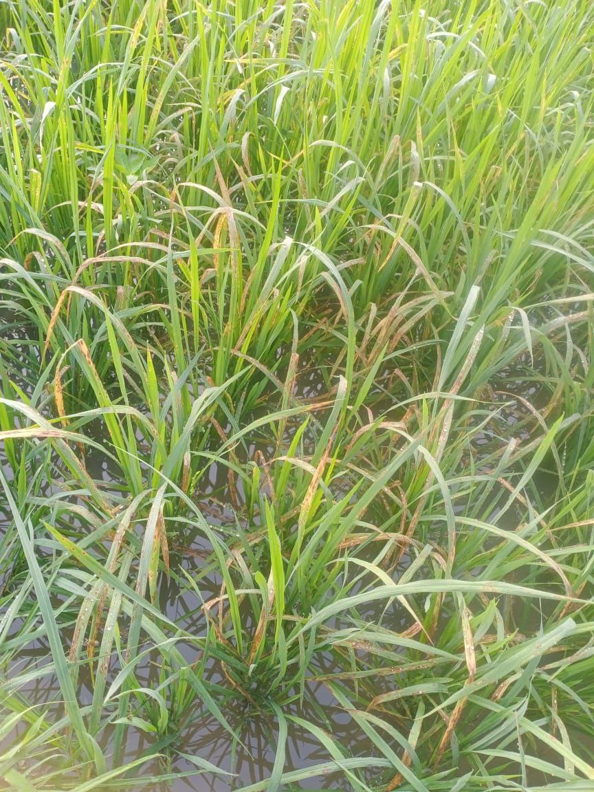 Blast disease in paddy crop