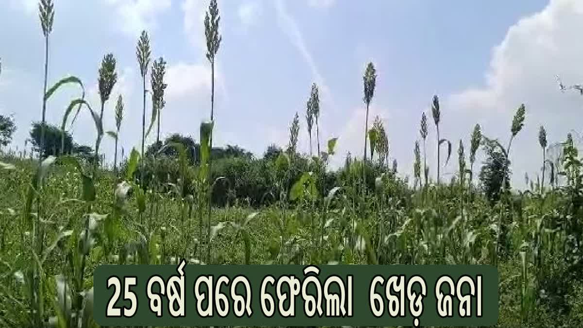 Millet Mission: 25 ବର୍ଷ ପରେ ଚାଷୀ କ୍ଷେତକୁ ଫେରିଲା ଖେଡ଼ ଜନା