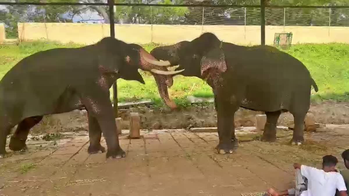 Arjuna and Bhima elephants