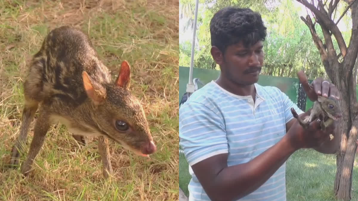 snake-catcher-who-caught-a-rare-species-of-deer-and-handed-it-over-to-the-forest-department