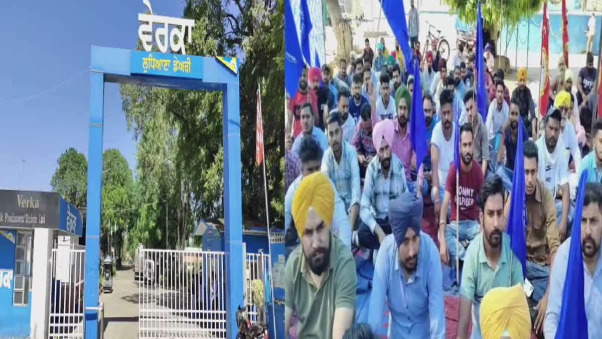 Employees protested outside Verka Milk Plant in Ludhiana