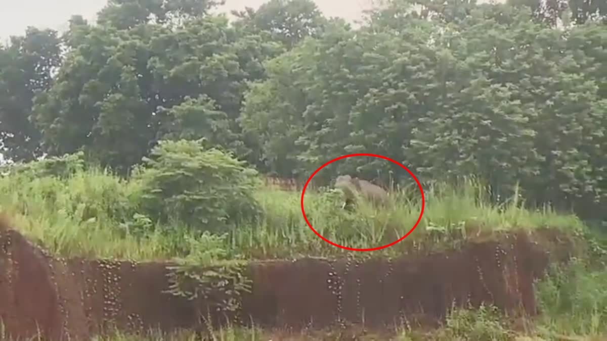 Wild Elephant In Kannur Ulikkal  Wild Elephant In Residential Area Of Kannur  Wild Elephant Attacks In Kerala  Why Wild Elephant Attacks Increasing  How to Overcome Wild Elephant Attacks  ജനവാസ മേഖലയിലെത്തി കാട്ടാന  കണ്ണൂർ മലയോര മേഖല  ഉളിക്കൽ ടൗണിനടുത്ത് കാട്ടാന  കാട്ടാന കാടിറങ്ങുന്നത് എന്തുകൊണ്ട്  കേരളത്തിലെ കാട്ടാന ആക്രമണങ്ങള്‍