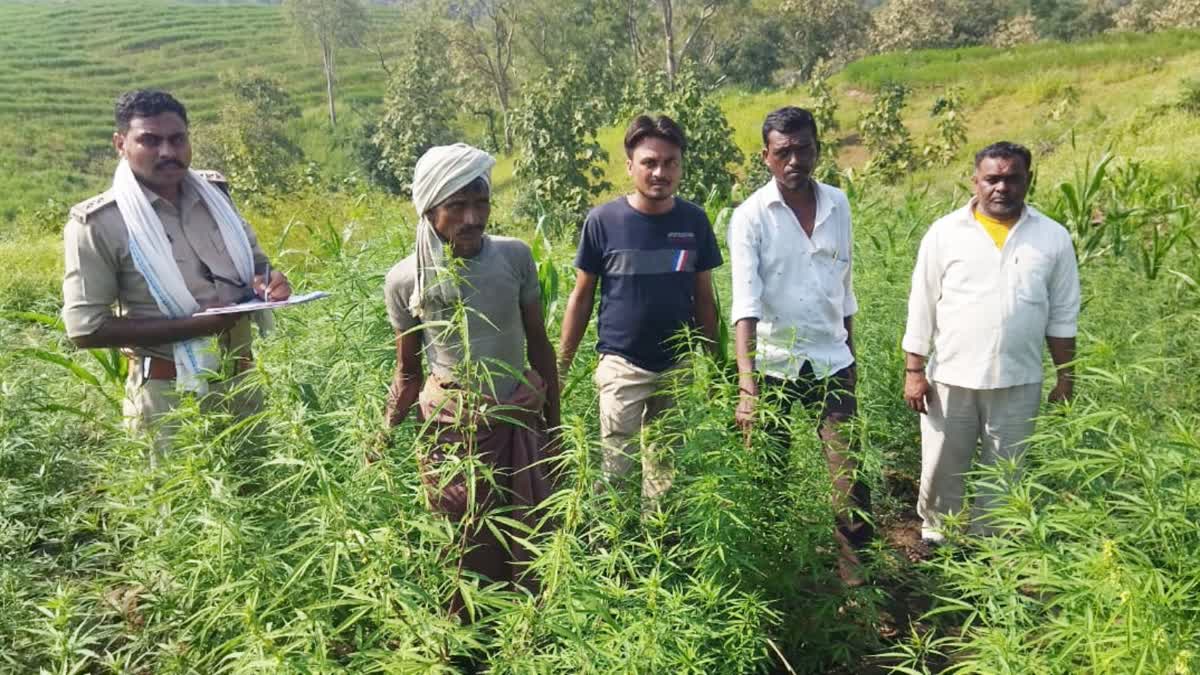 Cultivation of ganja among crops