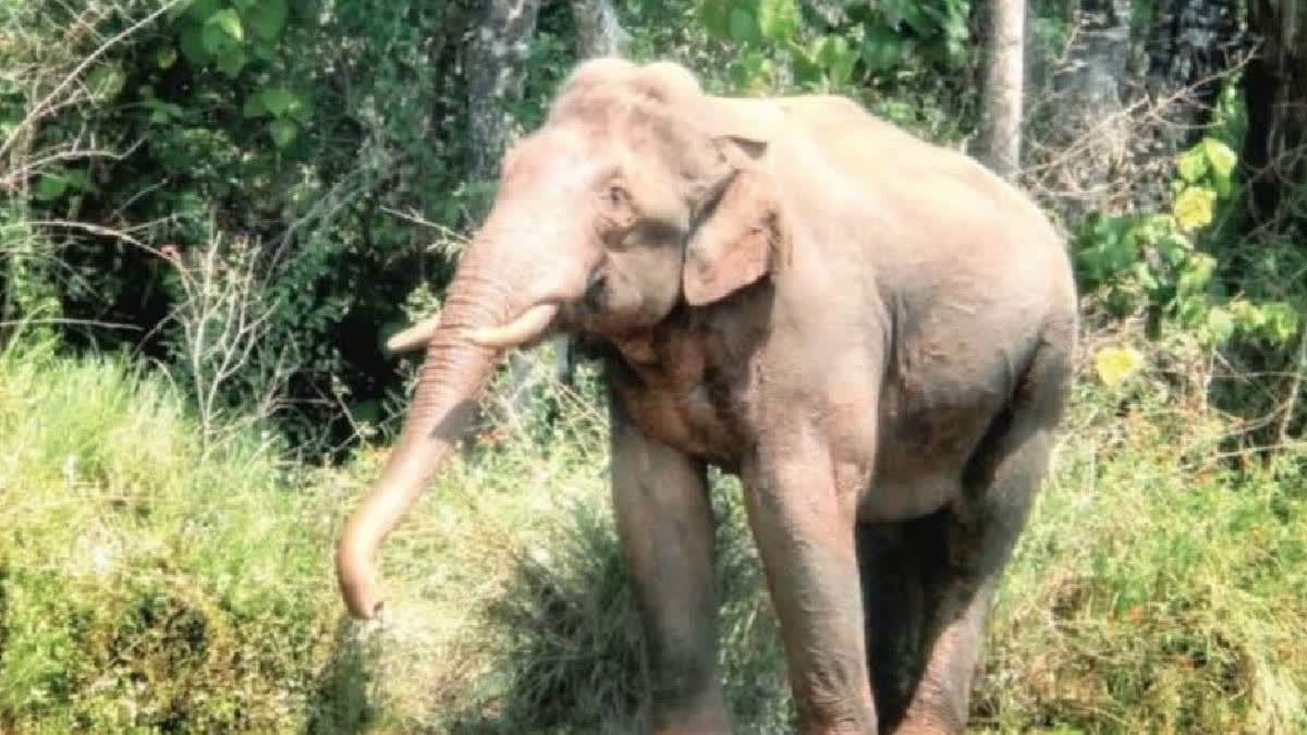 Elephant dies of electrocution in Chhattisgarh's Raigarh district