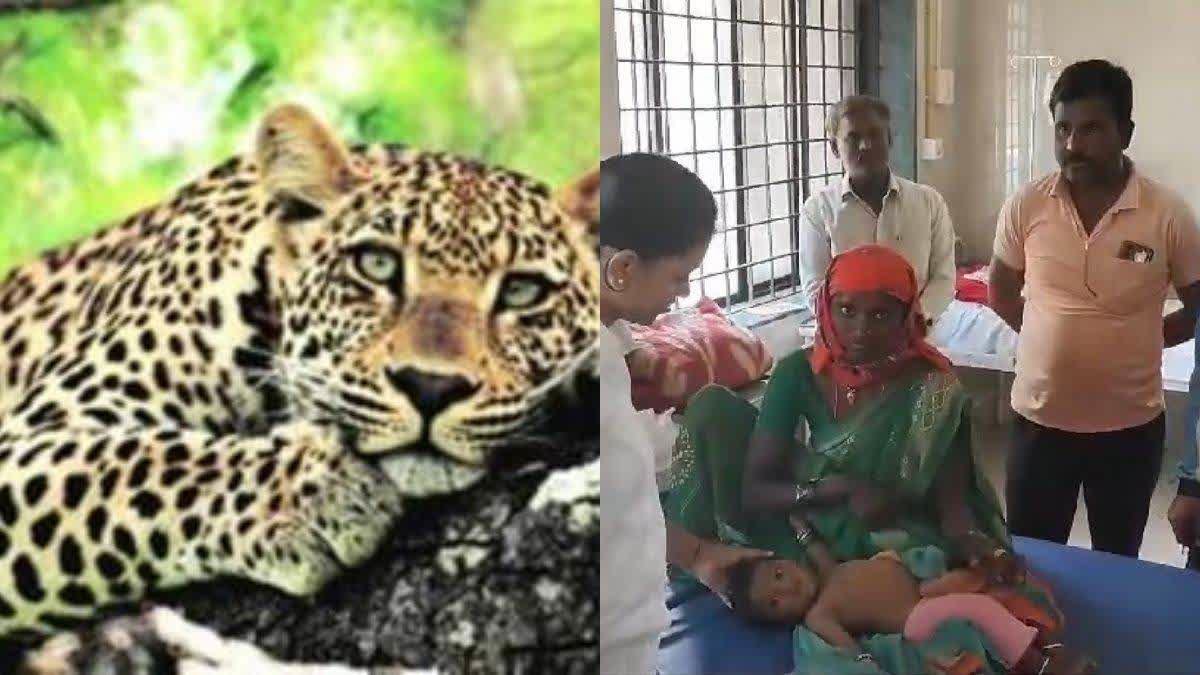 Leopard Attack On Baby