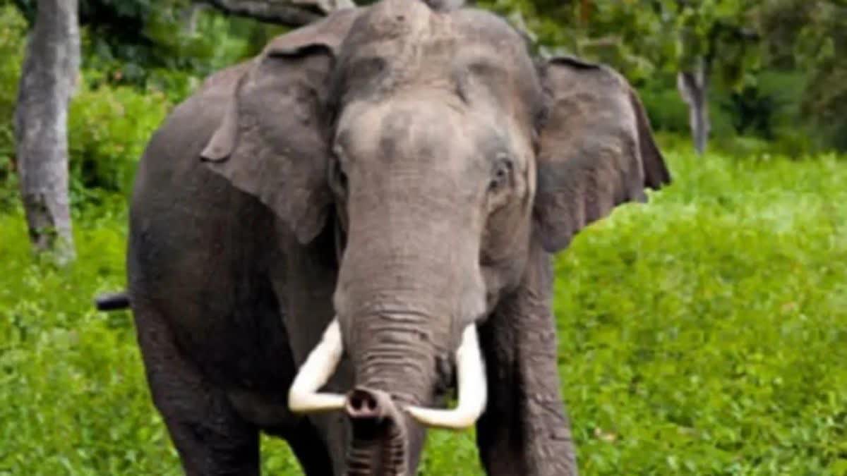 Elephant Dies Of Electrocution