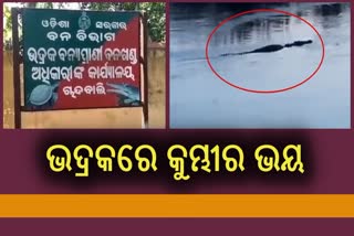 ବୈତରଣୀ ନଦୀରେ 15ଫୁଟ ଲମ୍ବର କୁମ୍ଭୀର, ଆତଙ୍କିତ ଭଦ୍ରକବାସୀ