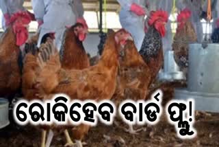 UK scientists create gene-edited chickens to fight bird flu