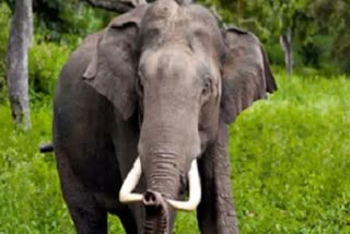 Elephant Dies Of Electrocution